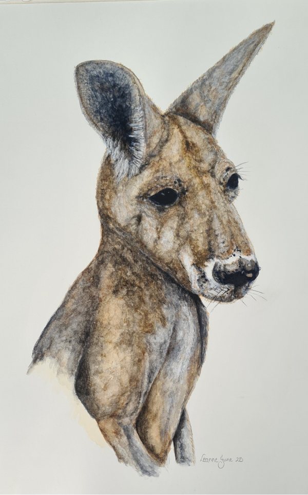 The Kangaroo