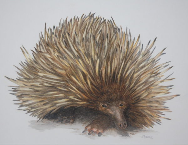 The Echidna