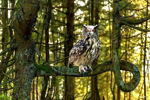 Hibou, qui es-tu ?