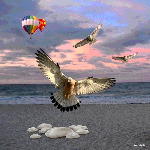 Faucons entre ciel et mer