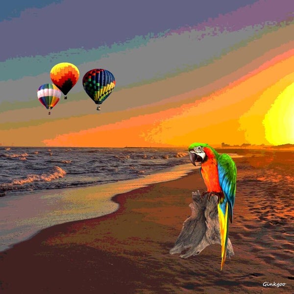 Perroquet à la plage