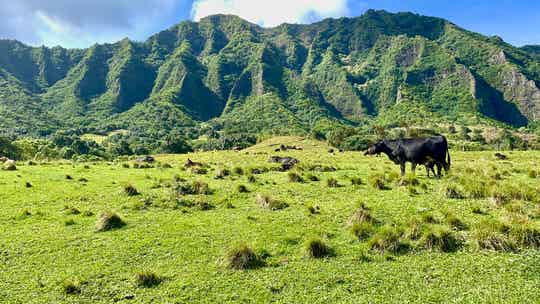 The lucky cow