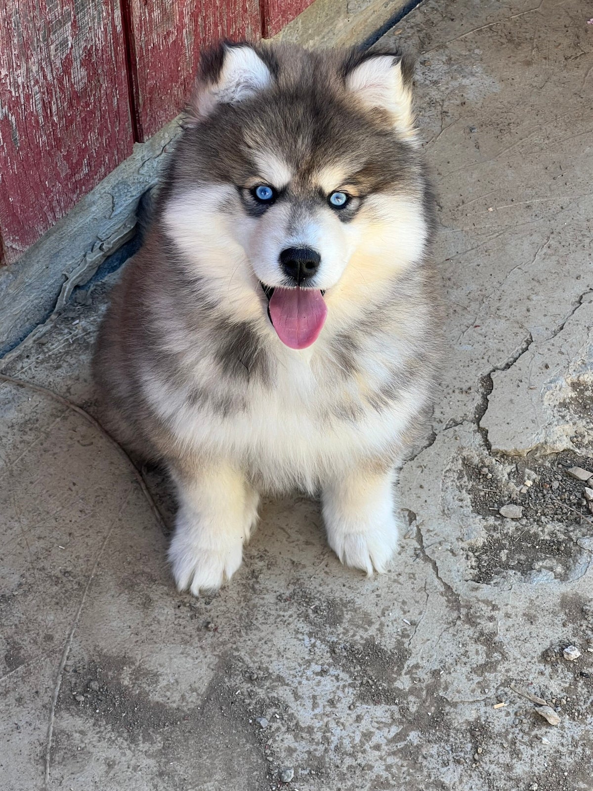 Southern Husky Heaven