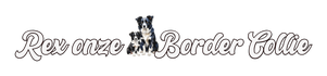Onze Border Collie Rex