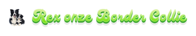 Onze Border Collie Rex