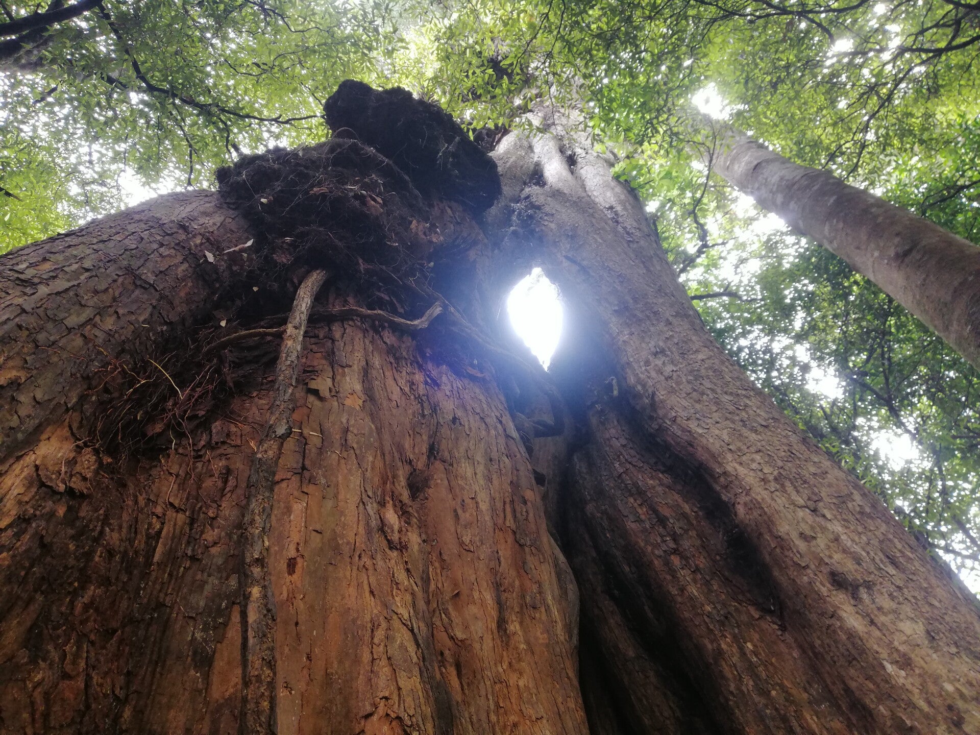 picture looking up a tree trunk towards leaf foliage. Tree trunk has hole in it with light shining through