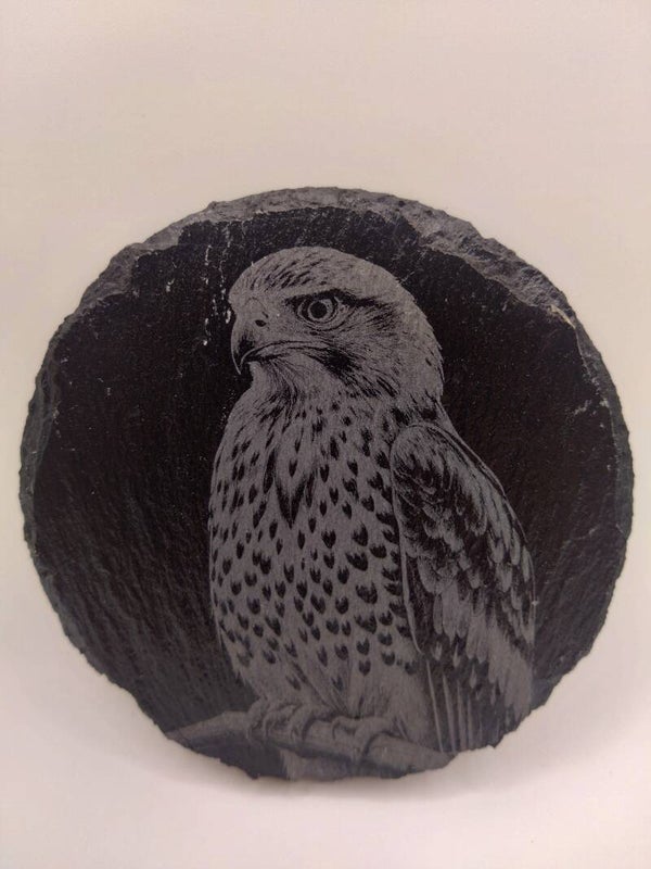 Hawk portrait