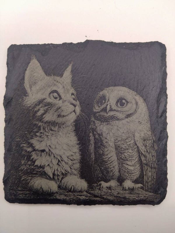 Kitten and baby owl