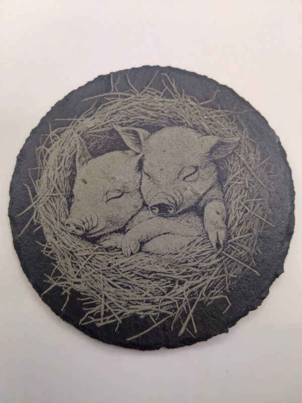 Baby Piglets