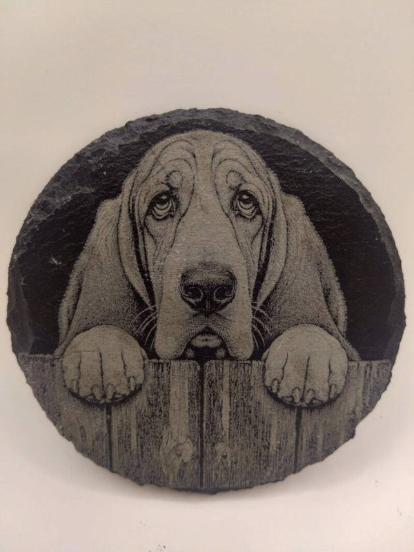 Peeping Basset Hound