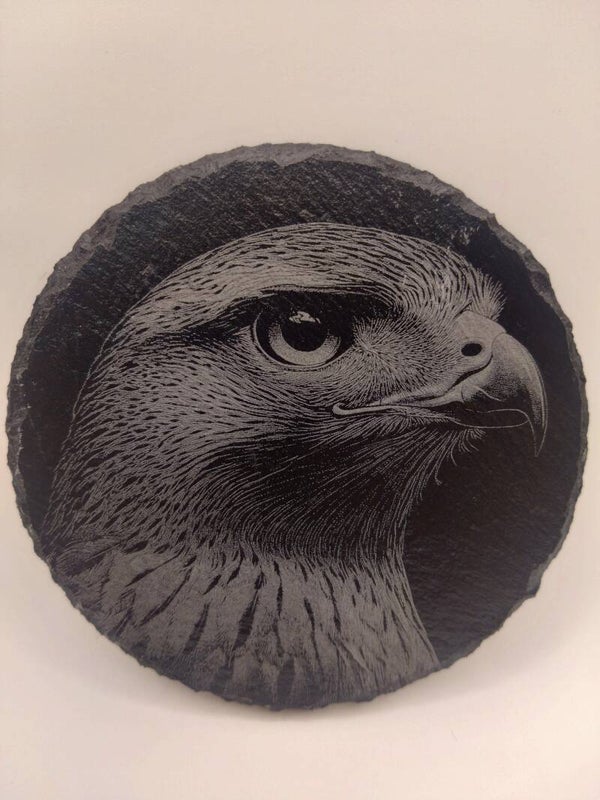 Hawk Portrait