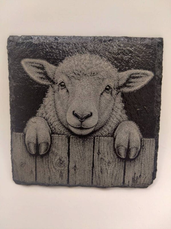 Peeping Sheep