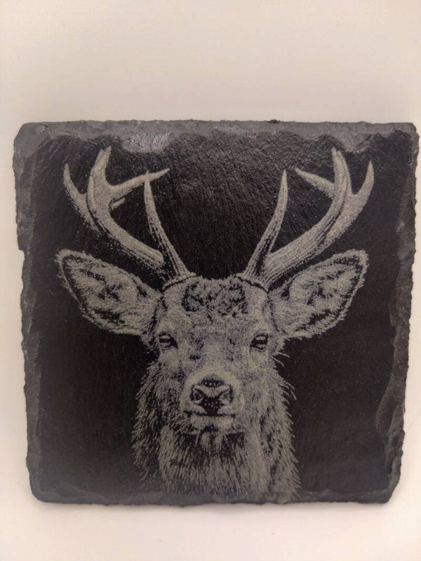 Deer Portrait
