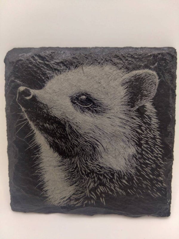 Hedgehog Portrait