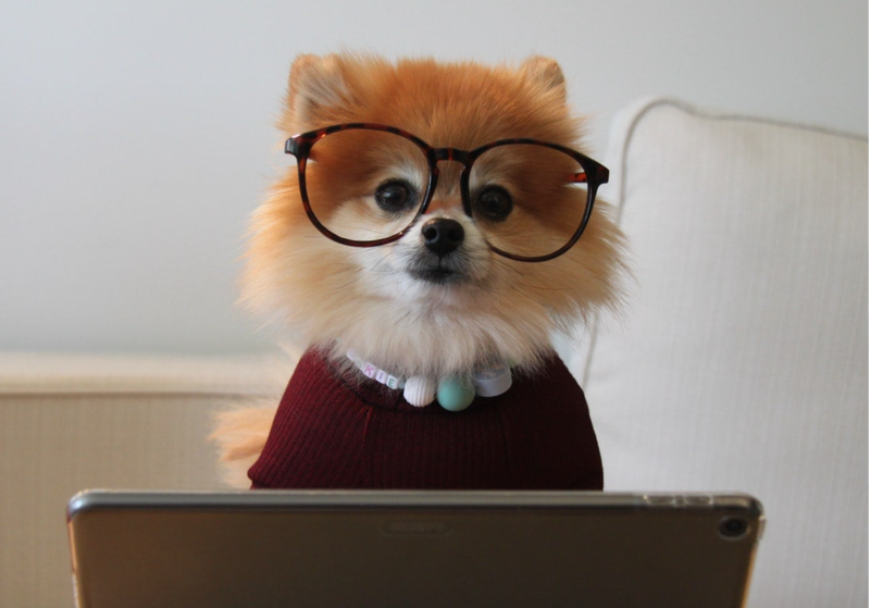 ZZP Finance | Hondje met een bril