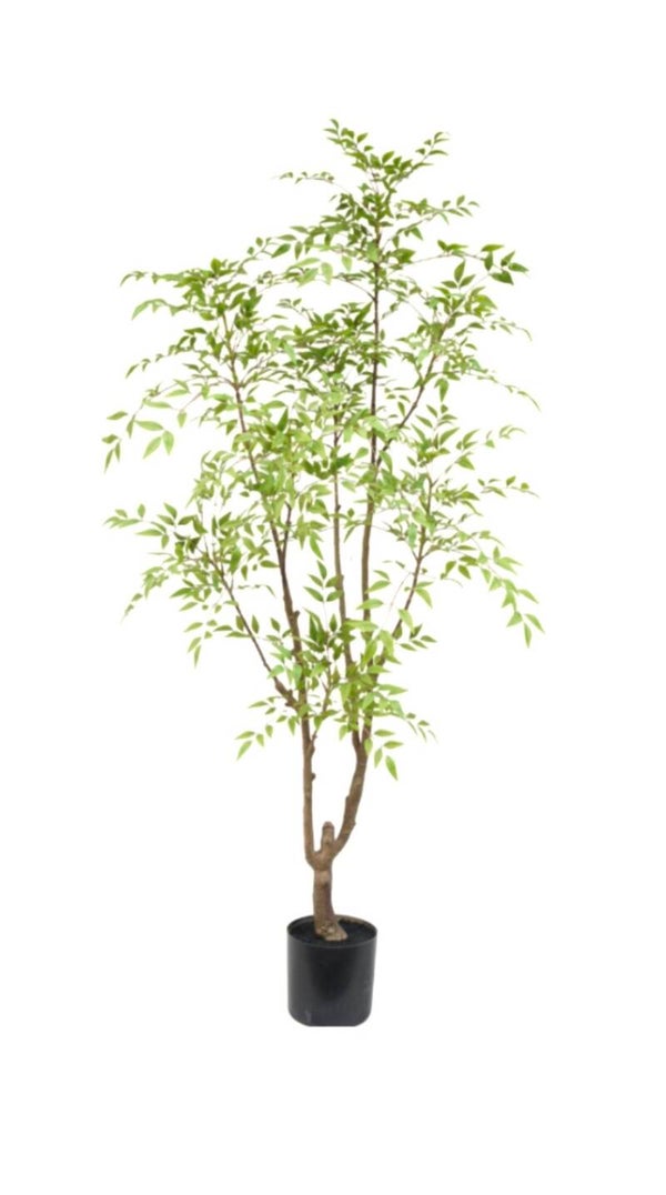 Nandida Tree