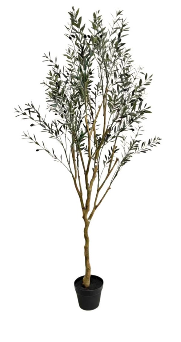 Olive tree UV proof