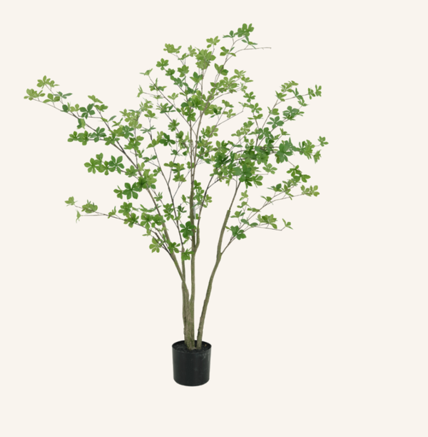 Japanse Zen Tree