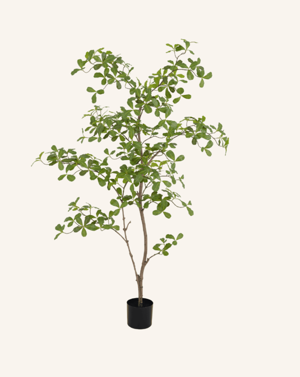 Moringa Tree