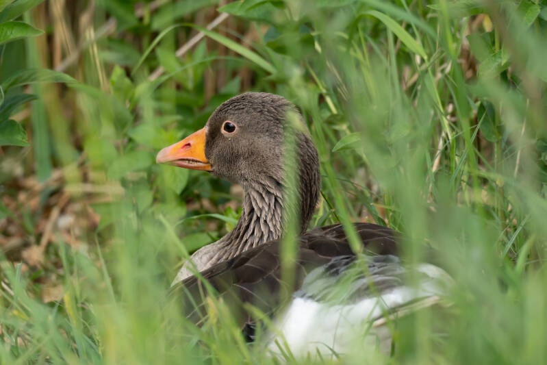 dsc00973-standard-2u84i3.jpg