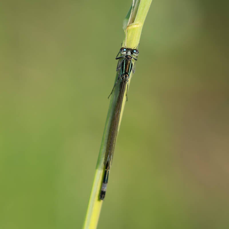 dsc01056-standard-vbjavk.jpg