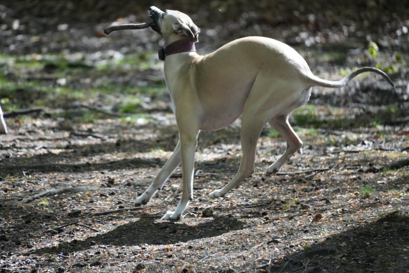 dsc01230-standard.jpg
