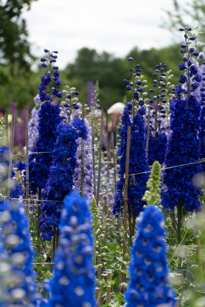dsc06216-standard.jpg