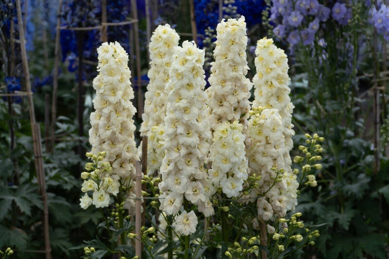 dsc07981-standard.jpg