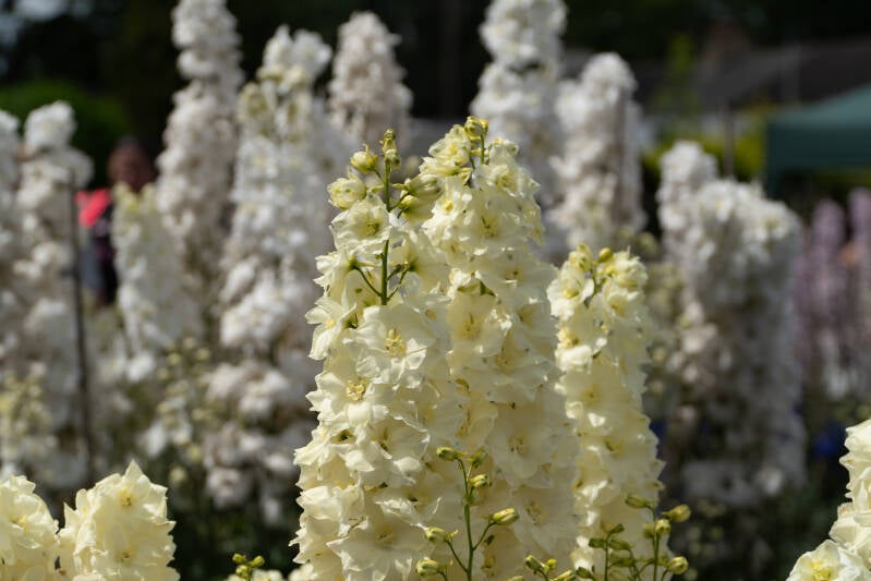 dsc07983-standard.jpg