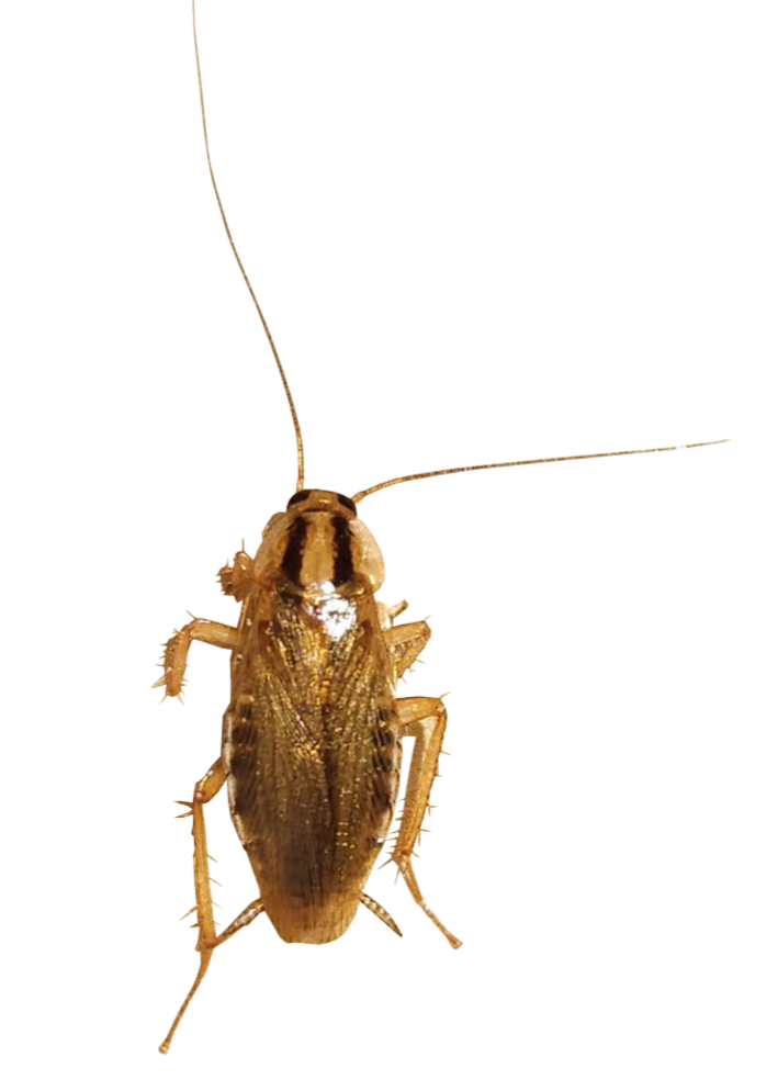 Afbeelding van een spin als omslag voor de overige insecten bestrijdingspagina, waaronder vliegen, motten, muggen, motmuggen, latrinevliegjes, vliegen, kakkerlakken, mieren, zilvervisjes en dergelijke.