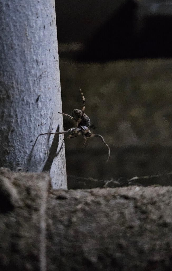 Afbeelding van een spin.