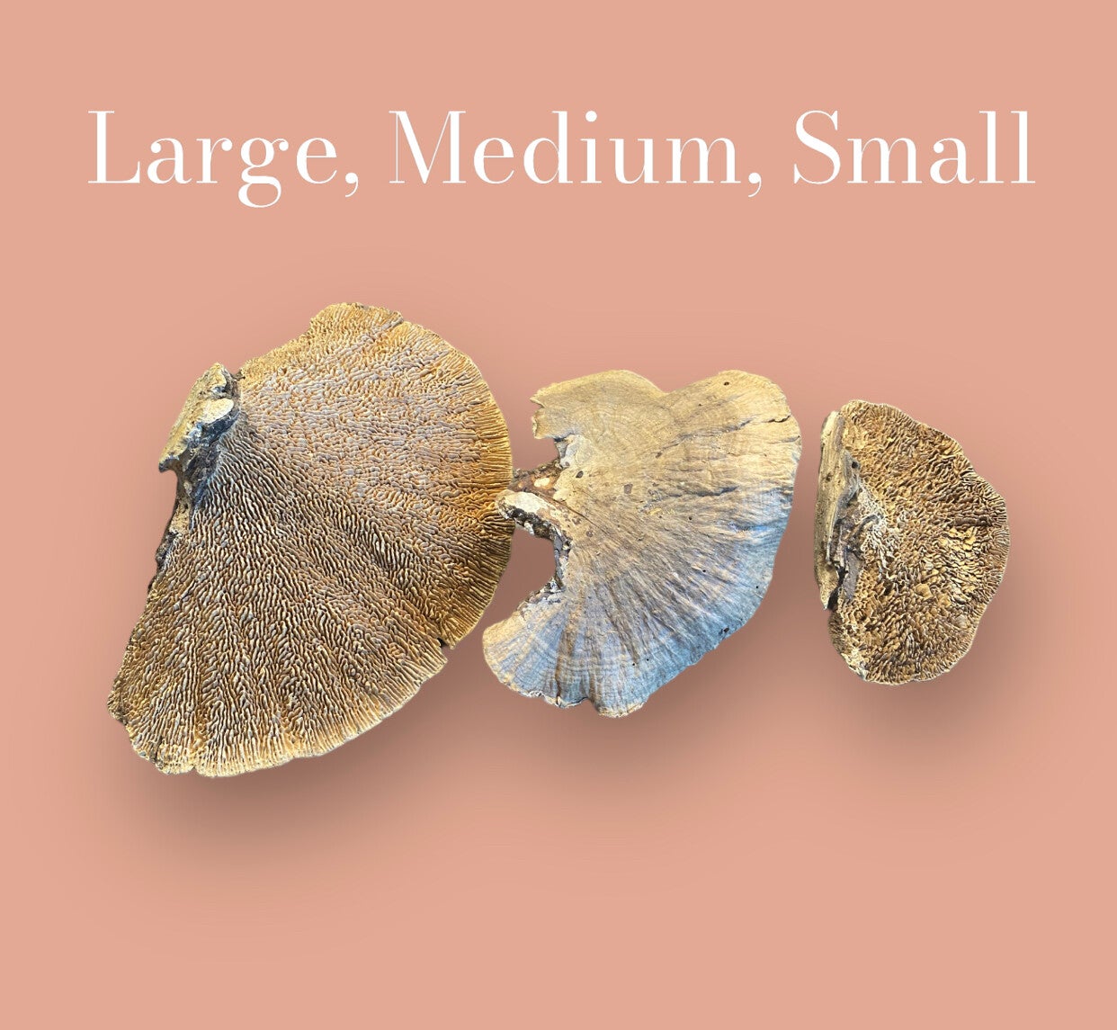 Mushroom Shelve Small Natural