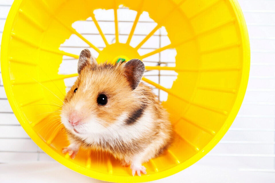 Hamsters