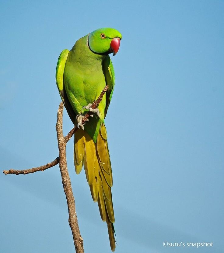 Mauritius Parakeet (Kato Vert)