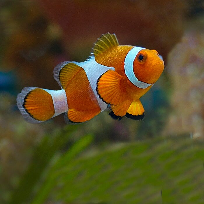 Clown Fish