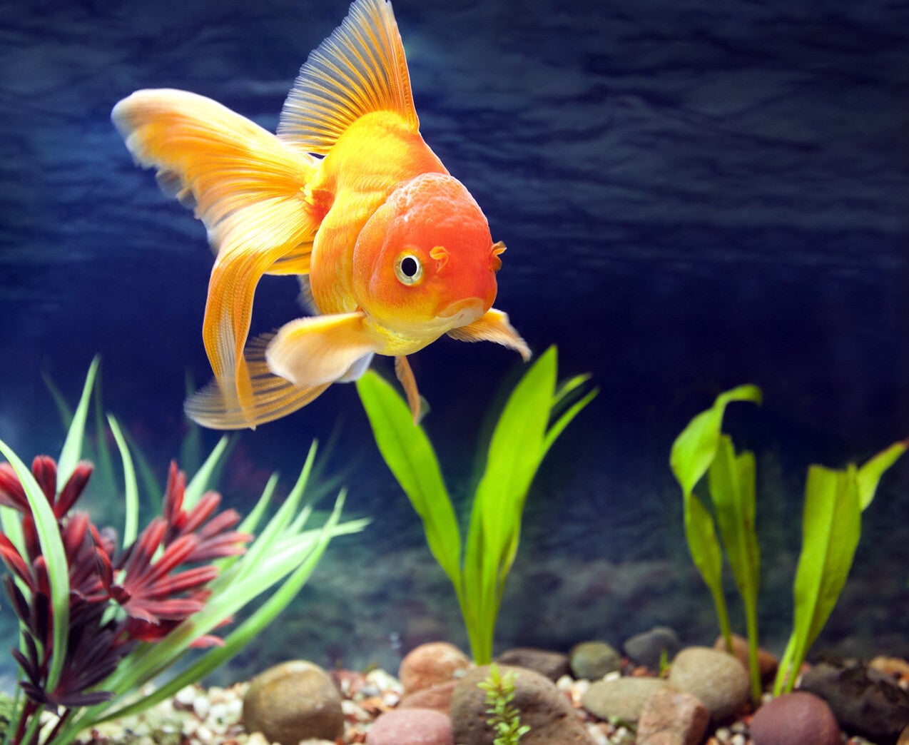 Pet Fish