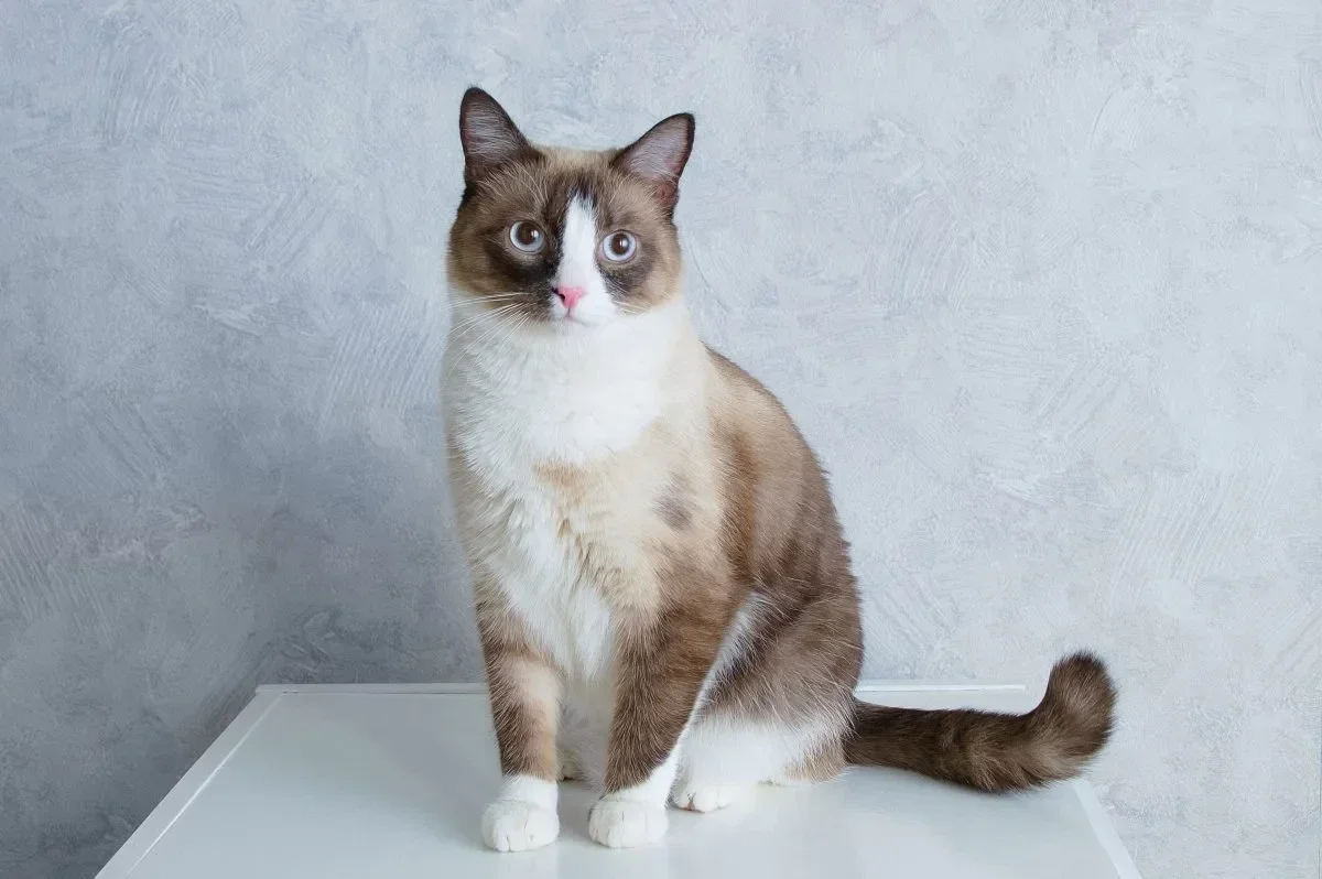 Snowshoe Cat