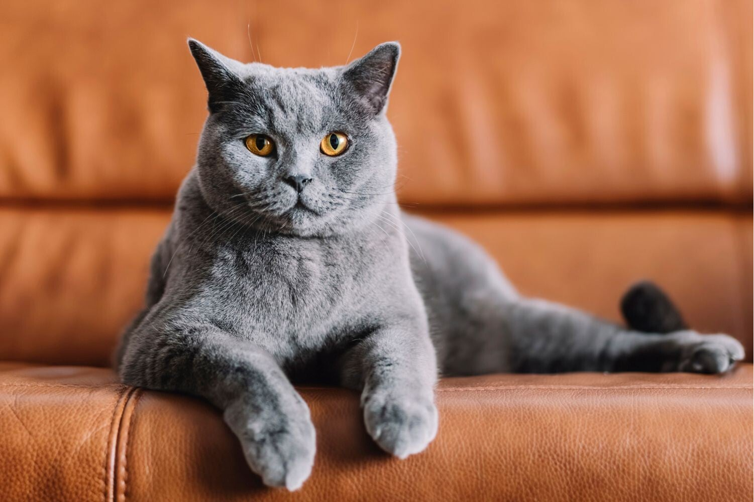 Maltese Cat