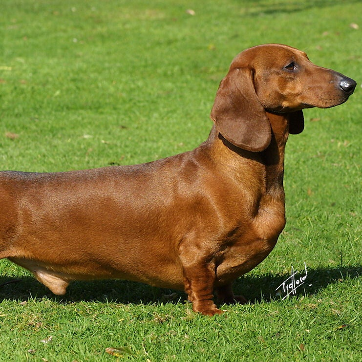 Dachshund