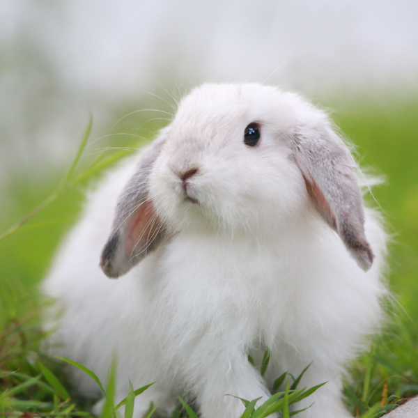 Rabbit