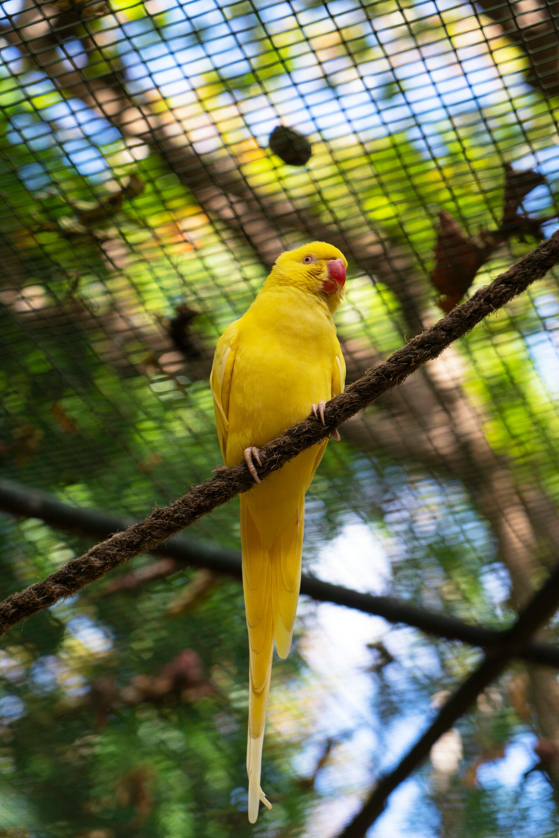 Kato Jaune