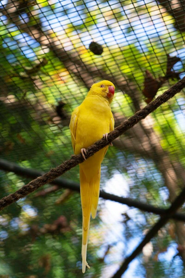 Kato Jaune