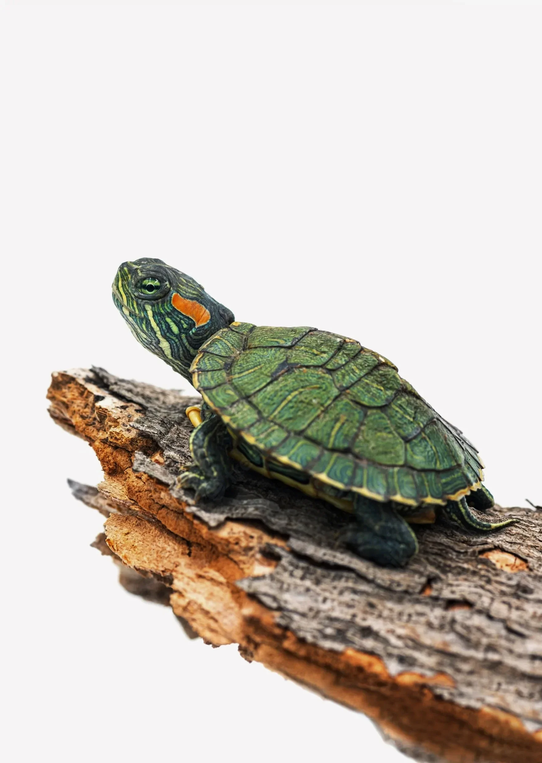 Dwarf Baby Turtles (Red Eared Slider Turtle)