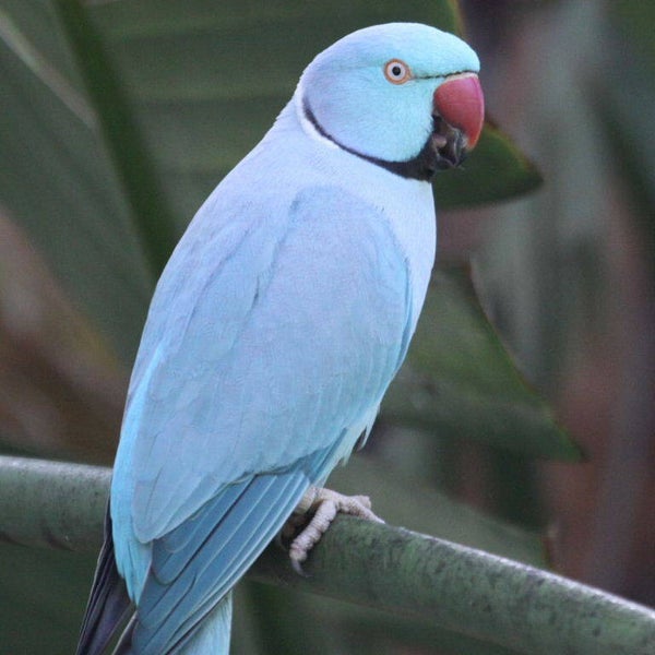 Kato Blue