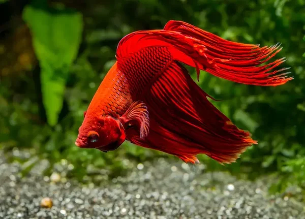 Betta Fish