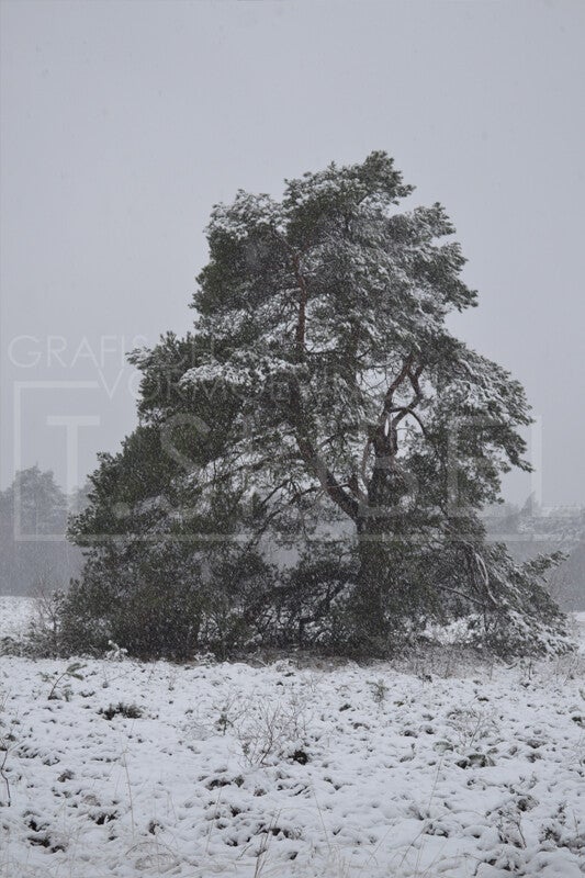 Stock foto - winterse boom