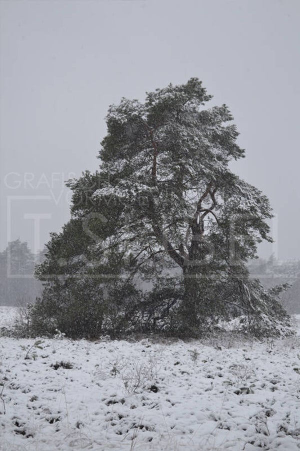 Stock foto - winterse boom