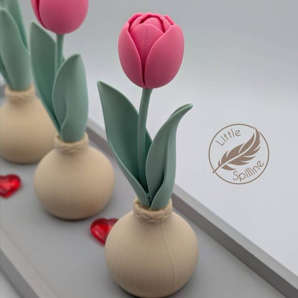 Tulpe in Zwiebel