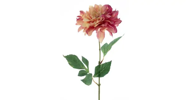 Dahlia Peach/Pink