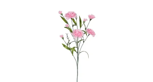 Dianthus roze